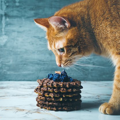 活着的时候把自己搞得好看一点，这样你就不会死得太难看动物gif搞笑图片
