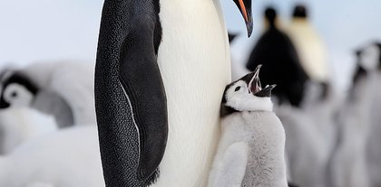 只要我肯努力 就没有搞不砸的事情。动物gif搞笑图片