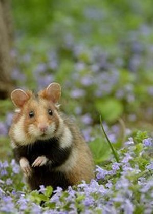 当你学会破罐破摔 你会发现这世界豁然开朗动物gif搞笑图片