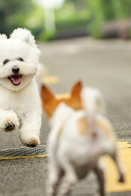 一直想当一个妖艳的贱货，到最后照了照镜子，发现自己仅仅只是一动物gif搞笑图片