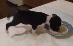 上帝为你关上了门，顺便把窗户也关了，还顺手帮你打开了煤气开关动物gif搞笑图片