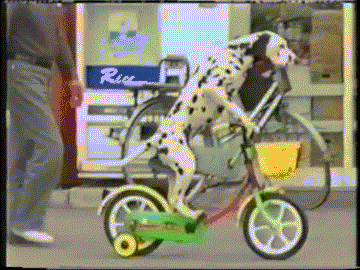 年轻人着急买什么房啊，找得着对象吗长那么丑?动物gif搞笑图片