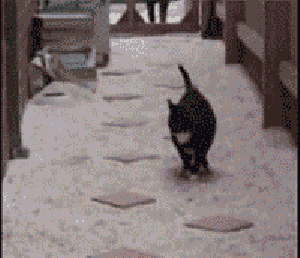 给你多大的舞台 你就能丢多大的脸动物gif搞笑图片