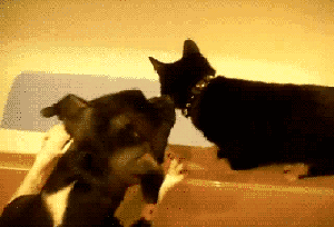 关键时刻掉链子 估计我掉的链子可以绕地球三圈了吧动物gif搞笑图片