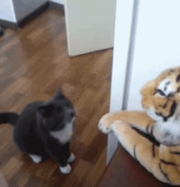 只要你每天坚持自习，认真刻苦，态度端正，忍受孤独，最终的胜利动物gif搞笑图片