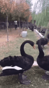 失败并不可怕，可怕的是你还相信这句话动物gif搞笑图片