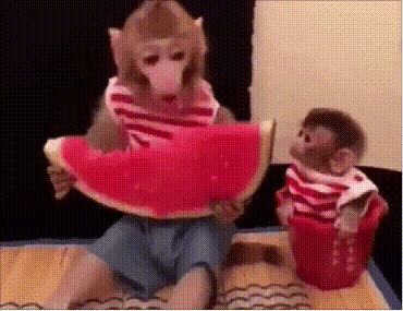 小猴子馋了动物gif搞笑图片