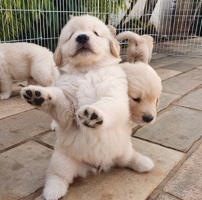 熟练的用运“关我屁事”“关你屁事”，可以节省80%的时间。动物gif搞笑图片