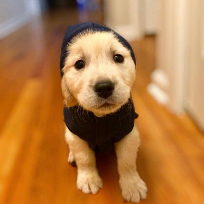 别人骂你你要听，别人夸你你别信。动物gif搞笑图片