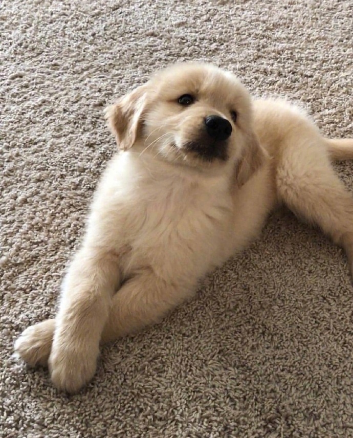 漂亮的女人像是放在展柜里的工艺品，欣赏的人很多，但买下的人只动物gif搞笑图片