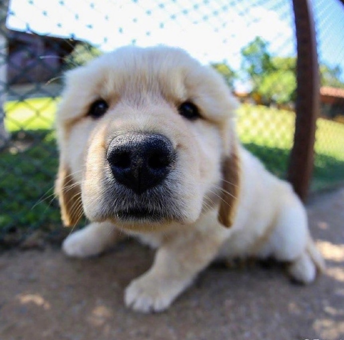 童话里的灰姑娘虽然穷，但都很漂亮，你漂亮吗？动物gif搞笑图片