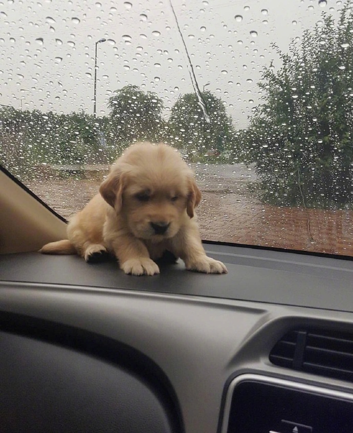 不爱你的人，比你想象中的还不爱你。动物gif搞笑图片