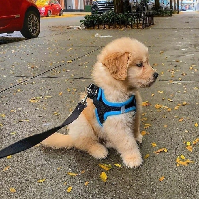 失败是成功之母，可惜成功六亲不认。动物gif搞笑图片