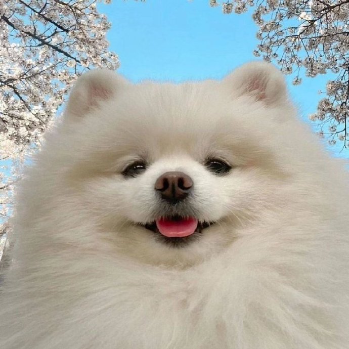 万事开头难，然后中间难，最后结尾难。动物gif搞笑图片