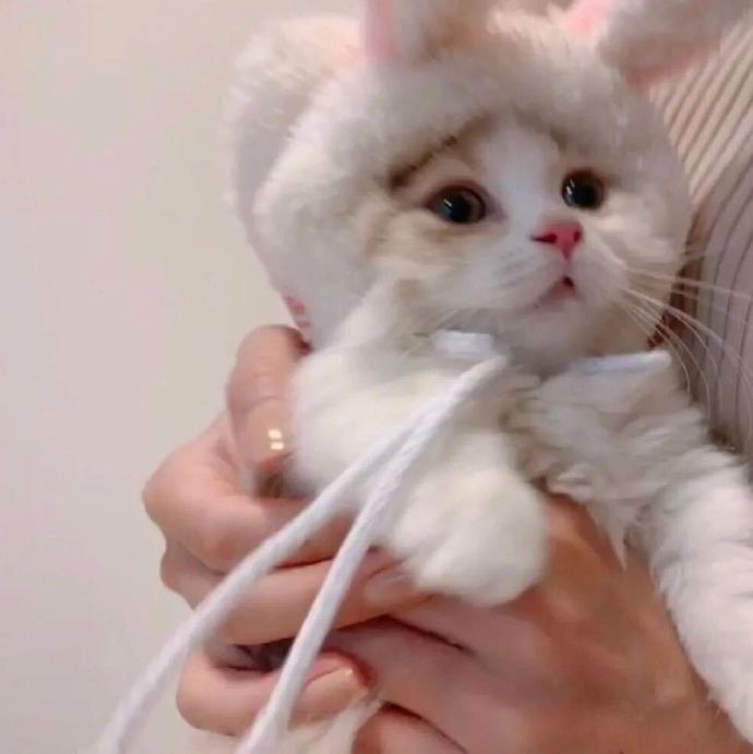 长的好看有用吗？太有用了！动物gif搞笑图片