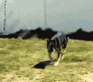 不一般的动物，也是不把自己当动物了2动物gif搞笑图片