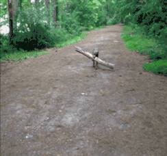 狗狗是要自己建房子吗？动物gif搞笑图片