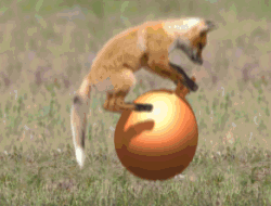 好好玩哦动物gif搞笑图片