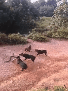 这几个狗狗成精了吗动物gif搞笑图片