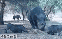 千万不要惹犀牛，否则后果很严重～动物gif搞笑图片