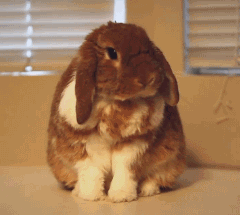 就喜欢这种垂耳兔,这个好胖动物gif搞笑图片