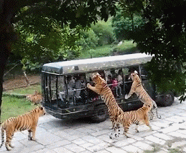 老虎动物gif搞笑图片