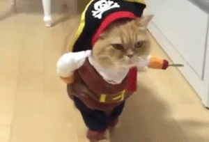 海盗猫动物gif搞笑图片