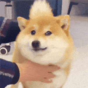 慌得一P动物gif搞笑图片