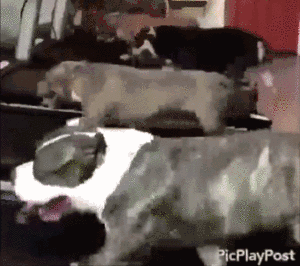 练腿前  在跑步机上狂奔  一跑就是近一个小时动物gif搞笑图片