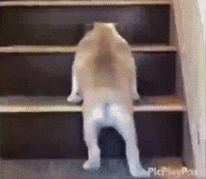 练完后的你  本来腿儿就短  这下腿疼得爬楼更慢了动物gif搞笑图片