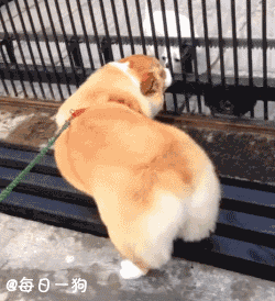 柯基都要去当警犬了,哈哈哈哈哈哈哈动物gif搞笑图片