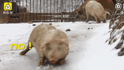 笑出猪叫!第一次看到雪的南方小伙伴,哈哈动物gif搞笑图片