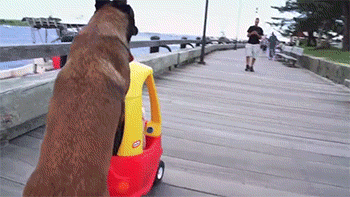 别人家的狗,还会帮你带孩子动物gif搞笑图片