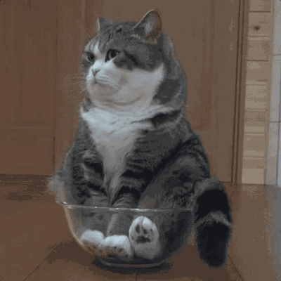 要不要来一碗猫动物gif搞笑图片