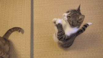 猫咪为了吃到小鱼干,竟一本正经地站起来动物gif搞笑图片