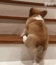 人生没有任何一种烦恼,是短腿小柯基治愈动物gif搞笑图片