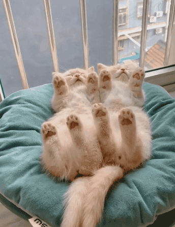 成功俘获动物gif搞笑图片