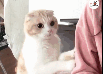 求求你了，能不能给我点小鱼干吃动物gif搞笑图片