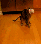 什么东西阻挡了喵星人动物gif搞笑图片