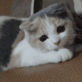 好可怜的小猫动物gif搞笑图片