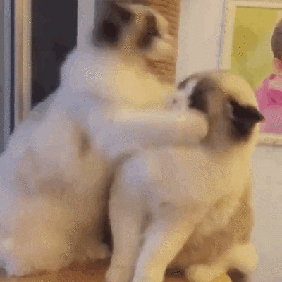 猫咪生气起来也这么可怕动物gif搞笑图片