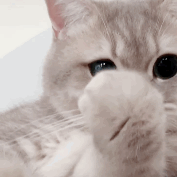 成功抓到一只猫咪动物gif搞笑图片