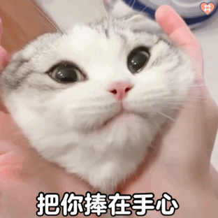 主人，你看我可爱吗？动物gif搞笑图片