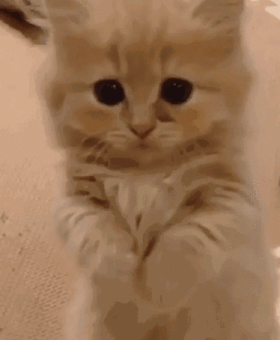 求求了我知道错了动物gif搞笑图片