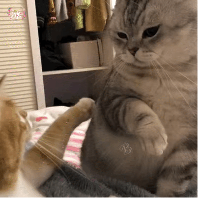 别挨老娘，滚！动物gif搞笑图片