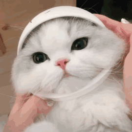 可可爱爱~没有脑袋~动物gif搞笑图片