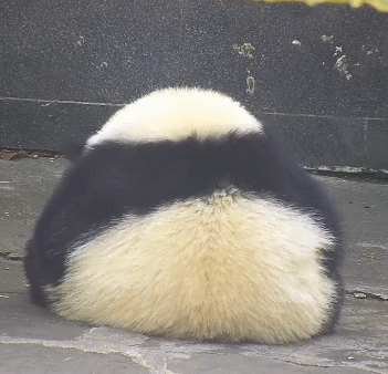 明星在他面前,毫无尊严动物gif搞笑图片