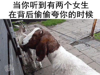 二愣子动物 当你听到有人夸你的时候动物gif搞笑图片