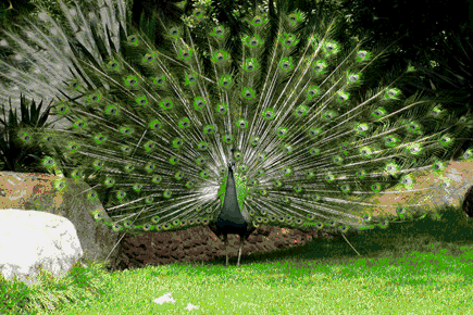 孔雀动物gif搞笑图片