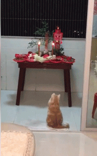 这只猫也明白这样的道理？动物gif搞笑图片